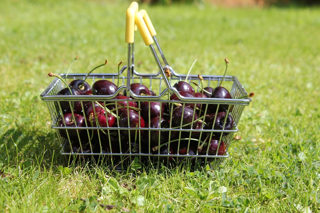 cherry-4416241_1920